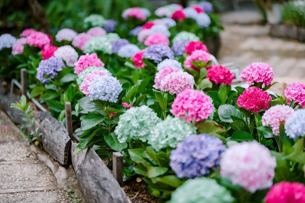 Hydrangeas in a new flowerbed