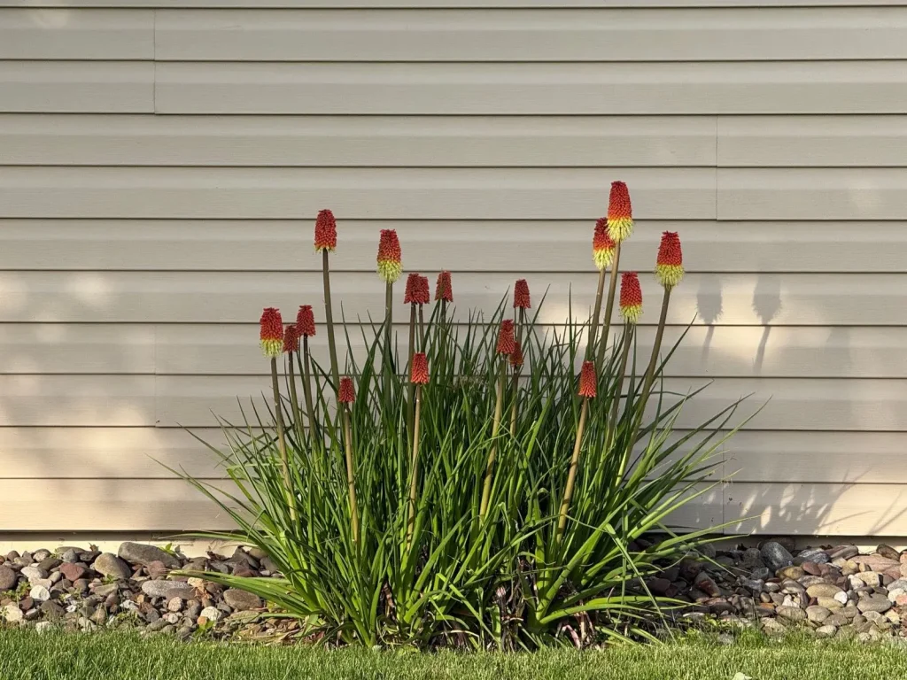 Mulched bed along siding