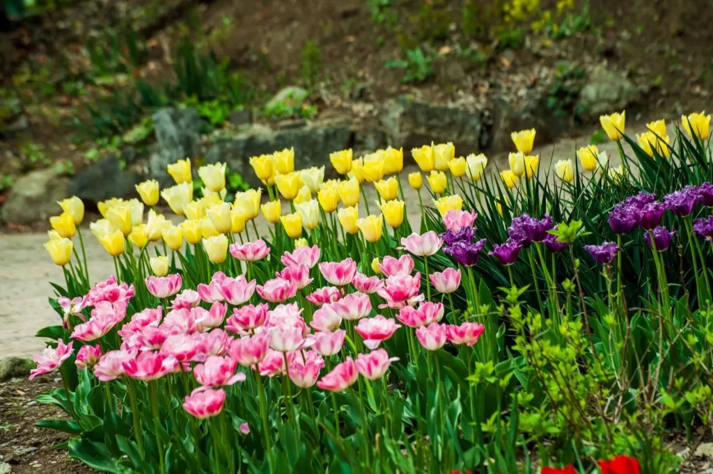 Tulips and spring color in a garden bed