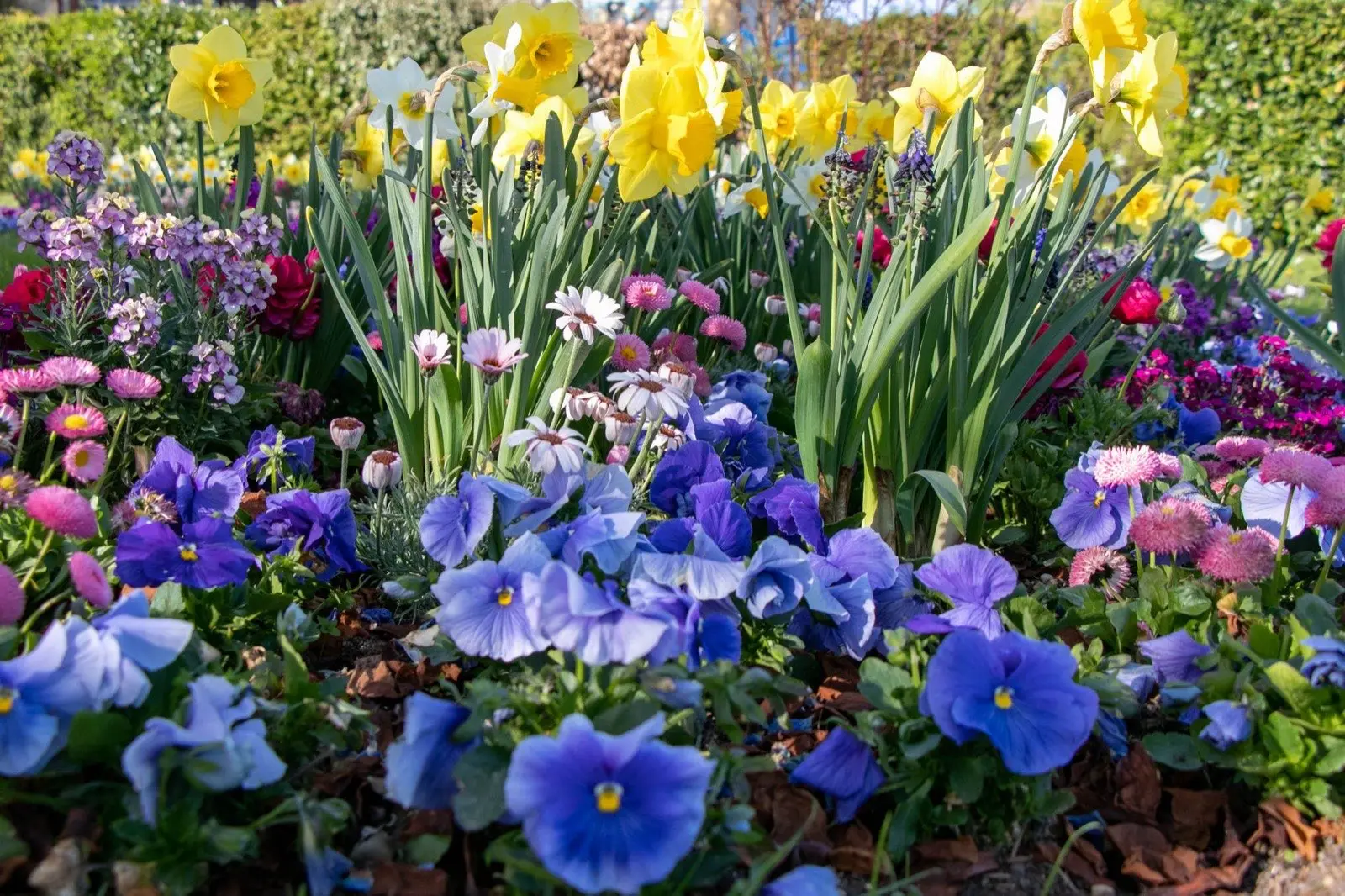 Pansies and spring flowers in a bed