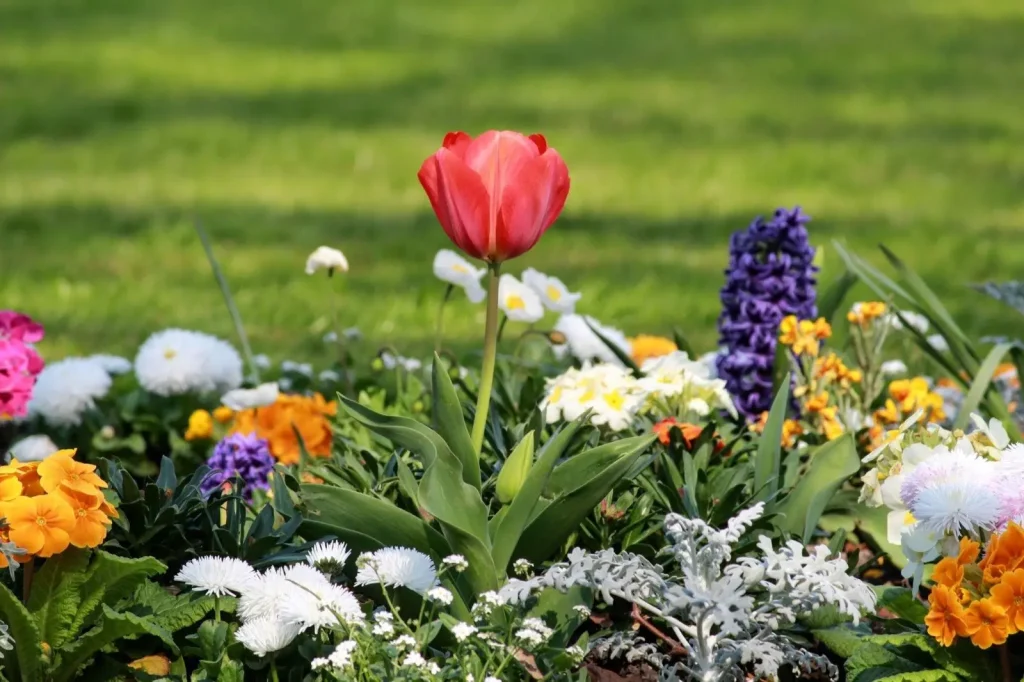 Mixed spring flowers in a garden