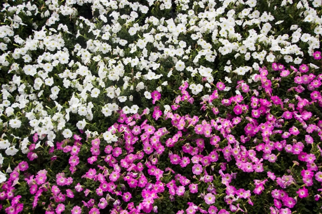 Petunias in a maintained bed