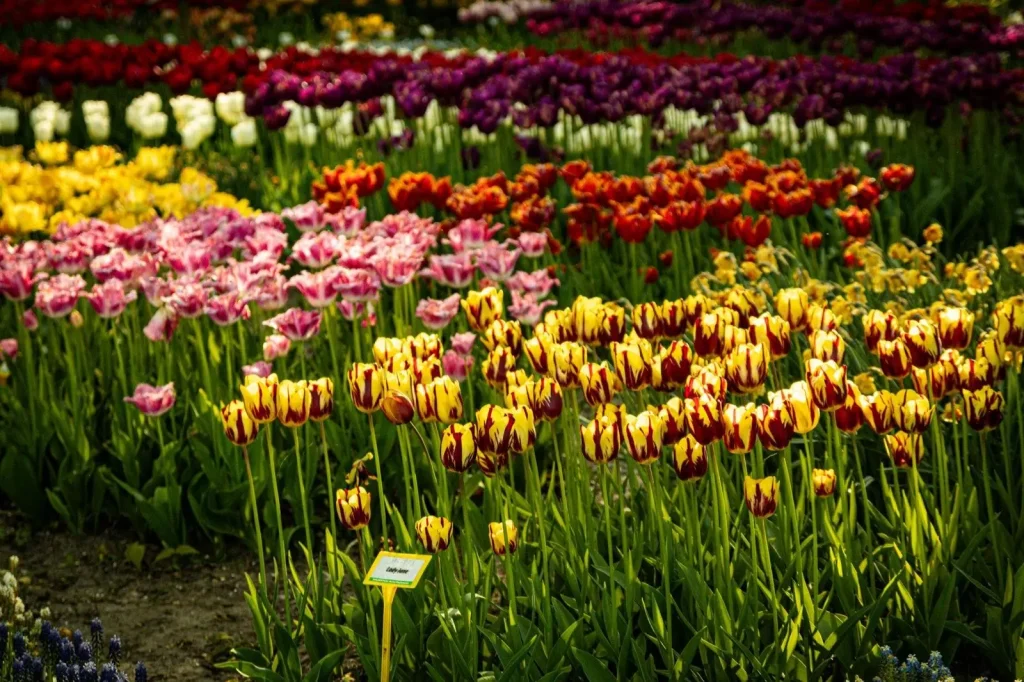 Rows of tulips in bloom