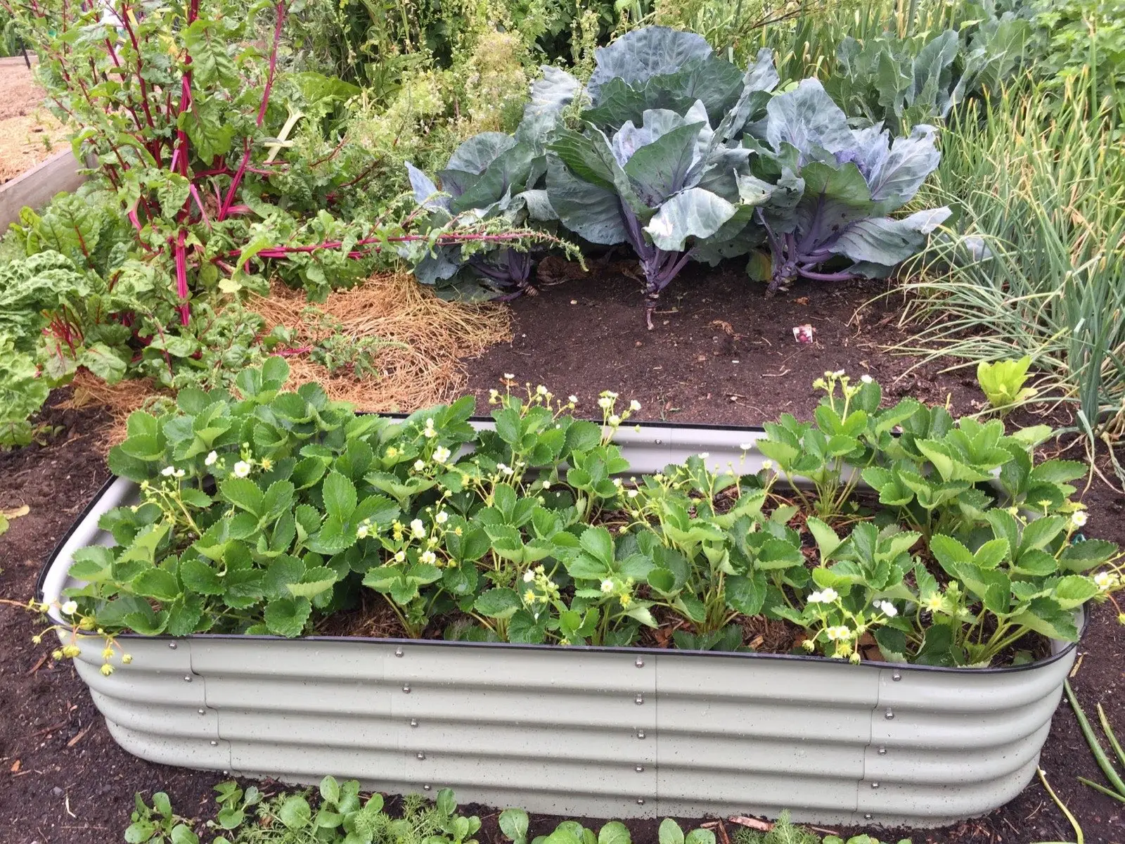 Raised vegetable garden bed