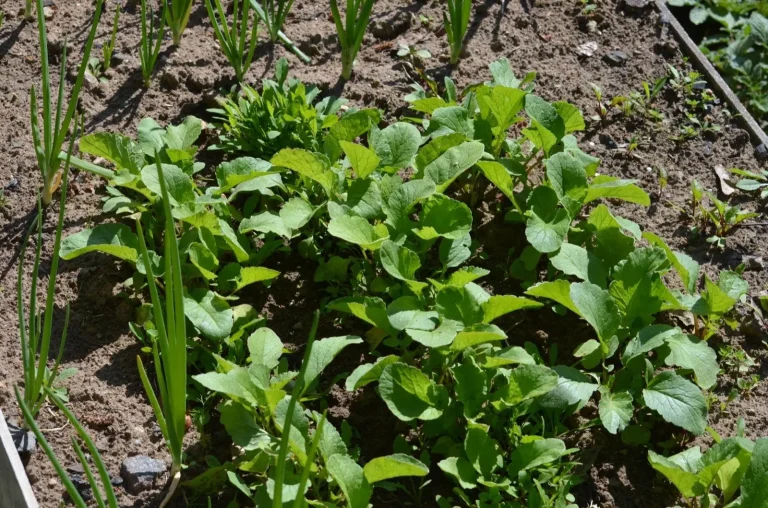 Vegetable bed