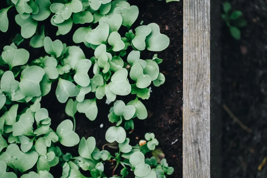 Young vegetables coming up