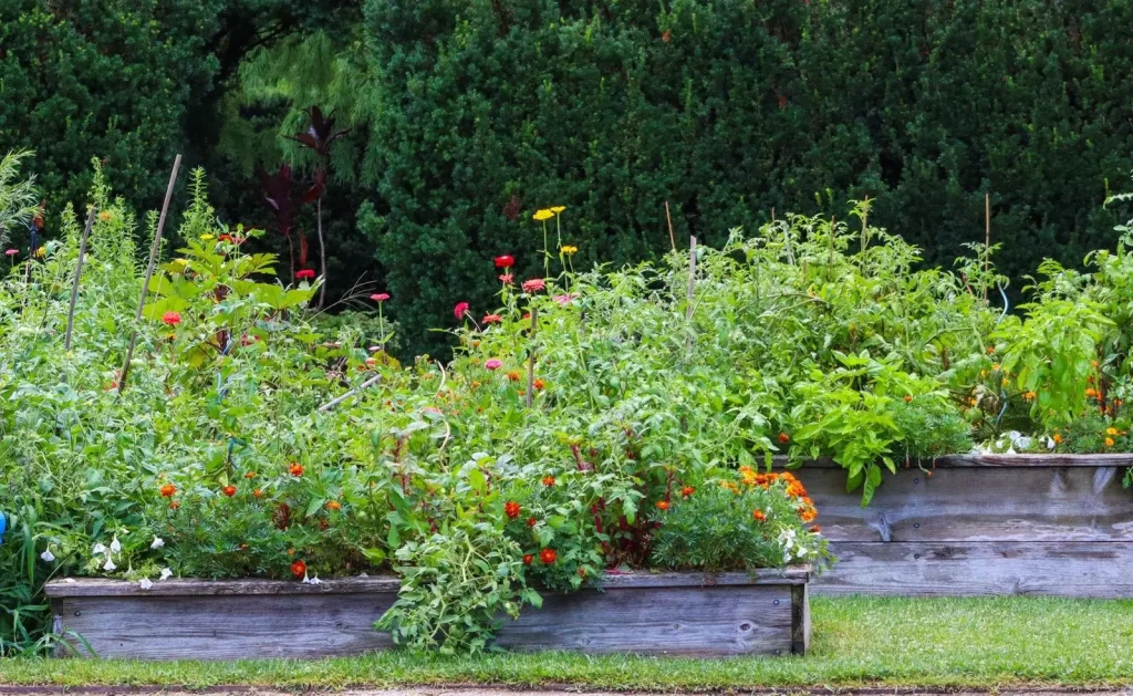 Raised beds in full growth