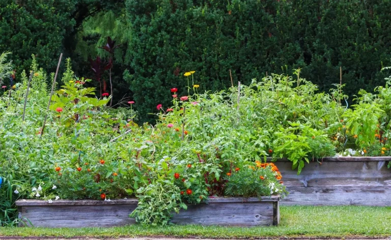 Raised beds in full growth